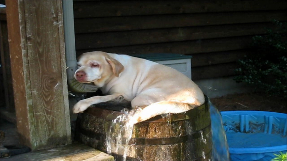 America's Funniest Home Videos