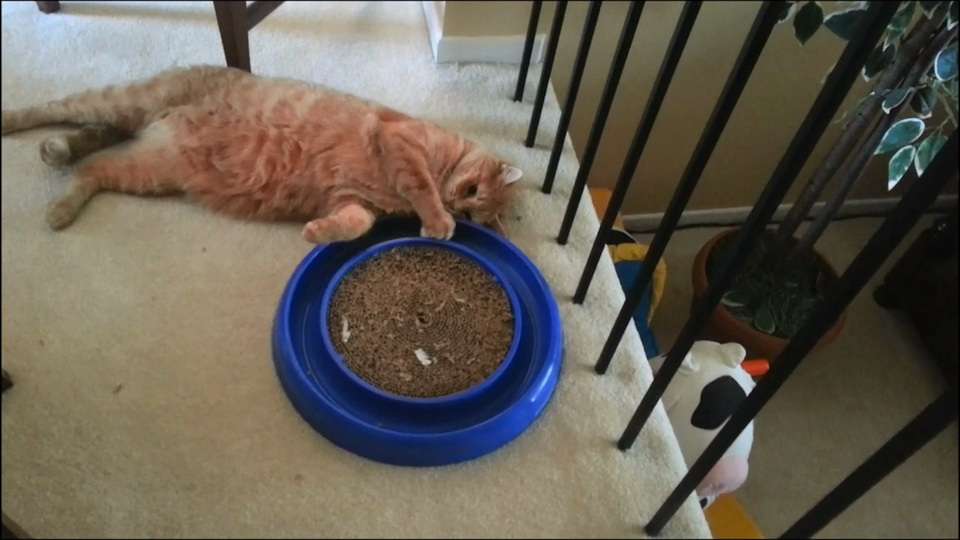 America's Funniest Home Videos