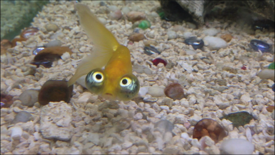 America's Funniest Home Videos