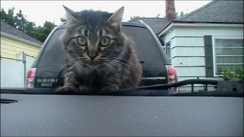 America's Funniest Home Videos