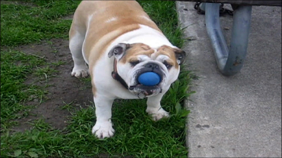 America's Funniest Home Videos