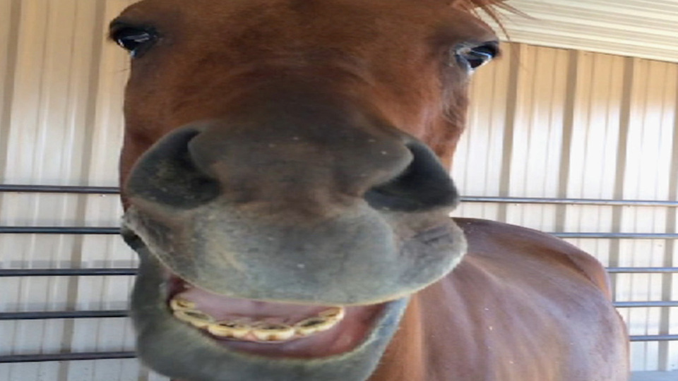 America's Funniest Home Videos