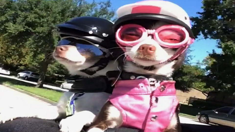 America's Funniest Home Videos