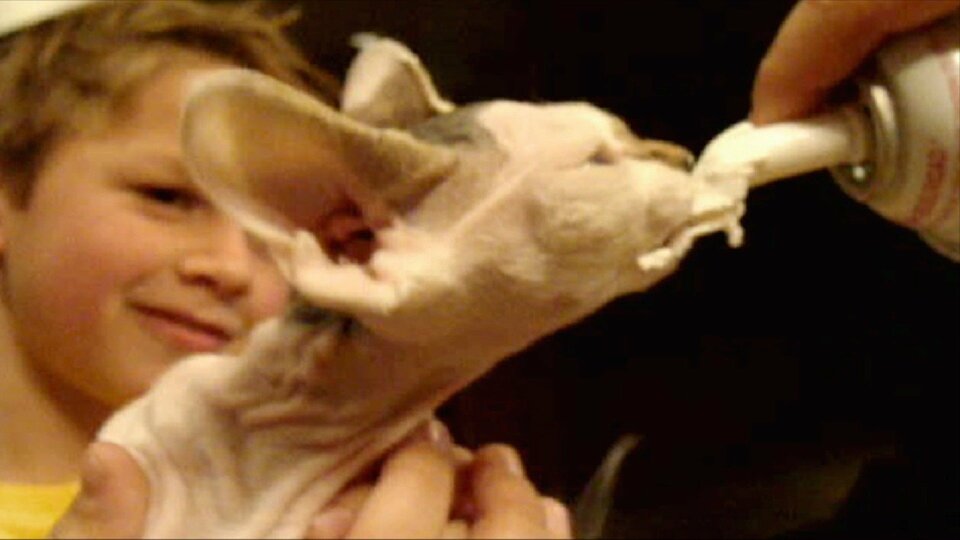 America's Funniest Home Videos