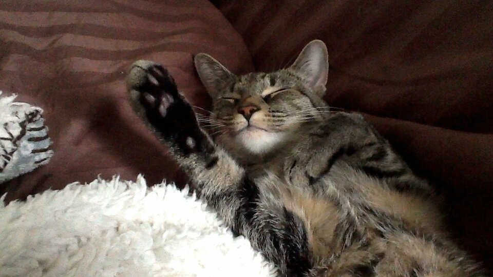 America's Funniest Home Videos