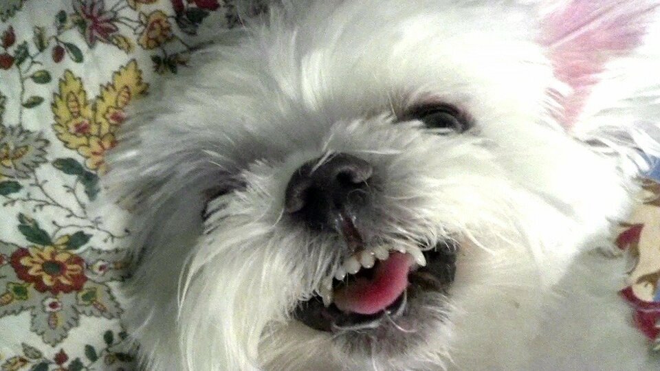 America's Funniest Home Videos